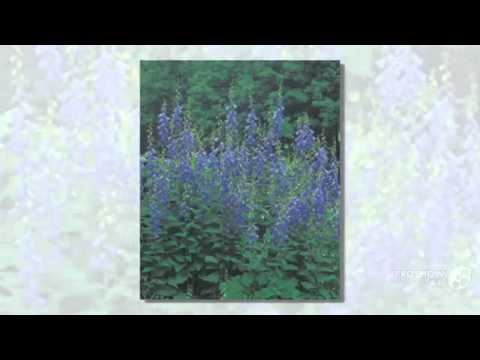 Adenophora Bulleyana Extract