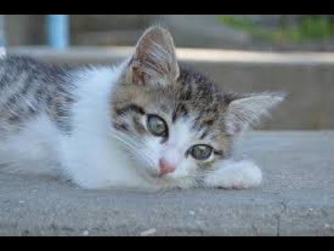 Curtest animals & their funny actions that will make you laugh & let you forget your worries! #7