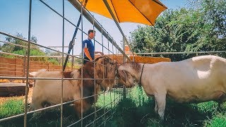 She&#39;s in LOVE 😍with him! (a breeding buck visits our mini-farm)