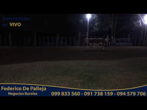 Local Paso Casildo - Federico de Palleja