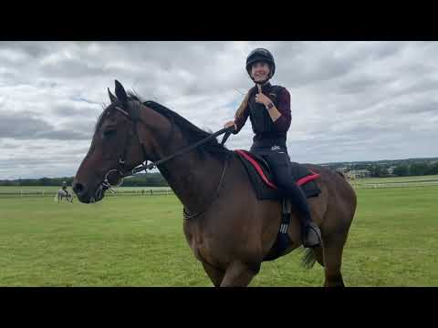 Here are some of our horses exercising on Warren Hill in Newmarket