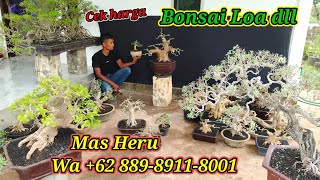 Download lagu Check the price of bonsai loa, Kimeng etc. collection Mas Heru Wa  62 889-8911-8001 mp3 Download lagu Check the price of bonsai loa, Kimeng etc. collection Mas Heru Wa  62 889-8911-8001 mp3
