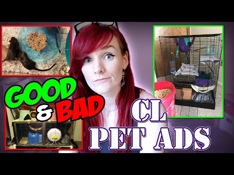 Craigslist Pets Oc