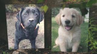 Puppy Video Southern Minnesota