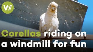 Little Corellas just wanna have fun and ride a windmill like a ferris wheel