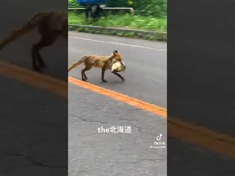 キツネに関する楽しい事実