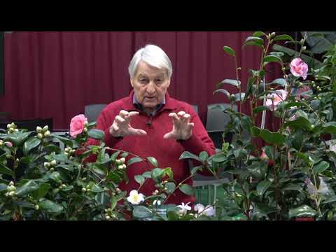 Der Charme von Kamelien