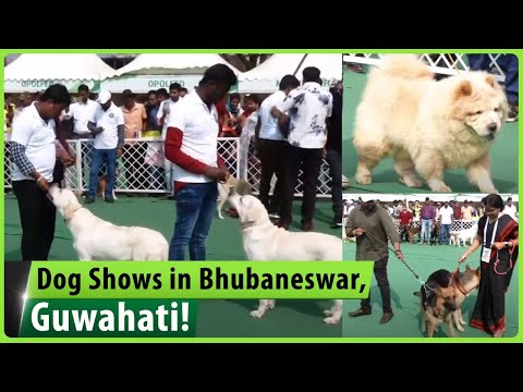Exotic canines adorn dog shows in Bhubaneswar, Guwahati