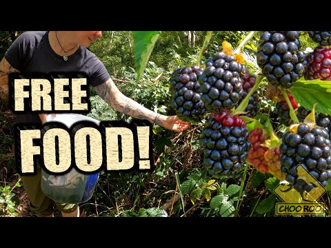 Foraging for BLACKBERRIES - Australia