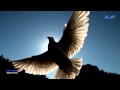 ♡ OMAR AKRAM - Angel Of Hope