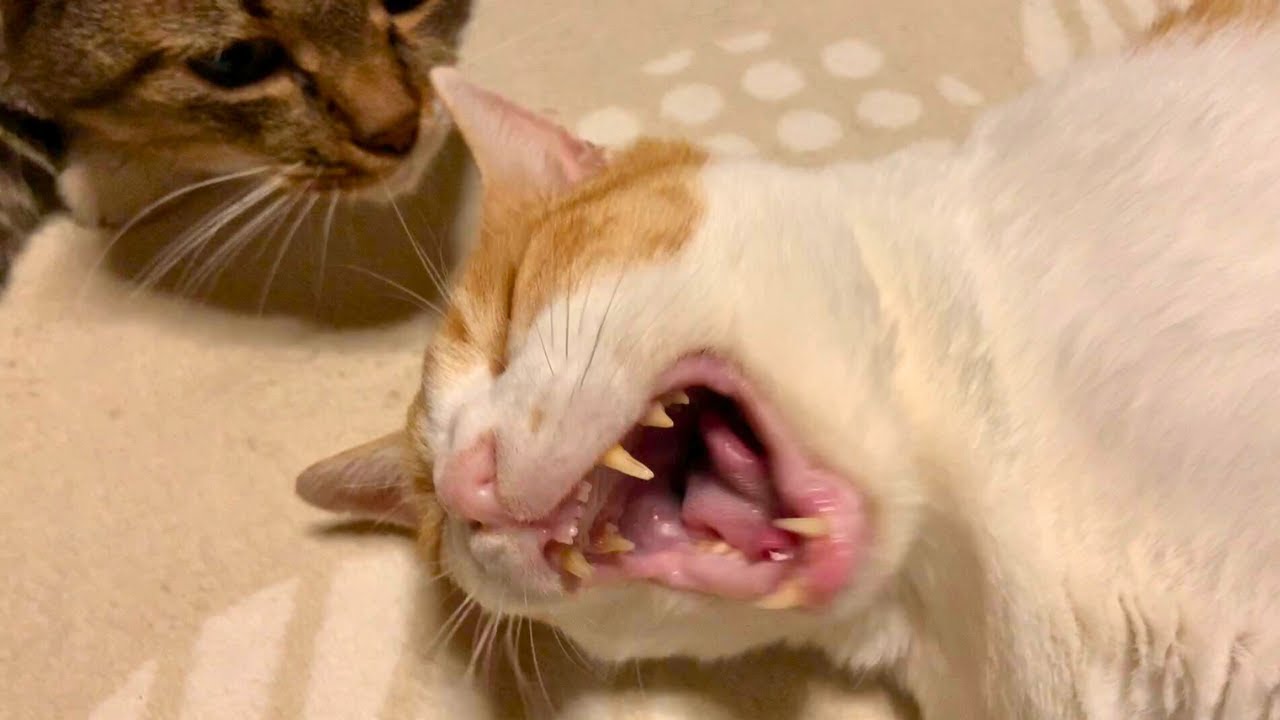 ヤンマー8歳の誕生日、そして1歳児が苦手な猫たちへ