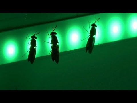 download lagu mp3 mp4 A PRODUCEA PRODUCE Insect Justice, download mp3 A PRODUCEA PRODUCE Insect Justice free download mp3, download mp3 A PRODUCEA PRODUCE Insect Justice