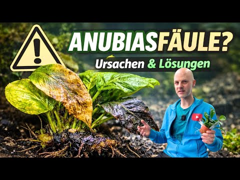 Warum Anubias plötzlich faulen – und was du tun kannst