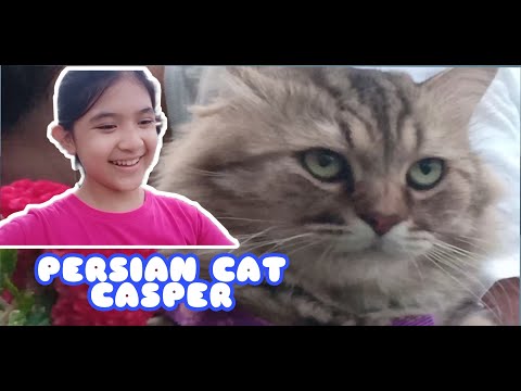 PERSIAN CAT CASPER ||LEIZEL channel