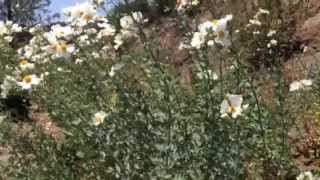 Are you mad for monkeys?