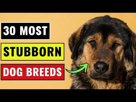 The 30 Most Stubborn Dog Breeds in the World (Ranked from Least to Worst!)