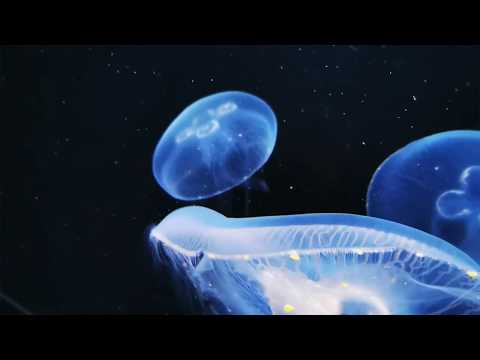 Elektron Digitone Keys Sunday Solo Synth Jaml Underwater sounds