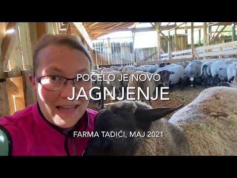 Romanovske ovce | Novo jagnjenje je počelo, većinom trojke do sad | Farma Tadići