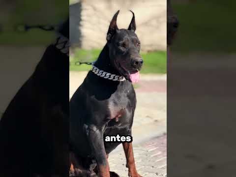 Si esto es amor verdadero, los perros son más leales que los humanos ❤️