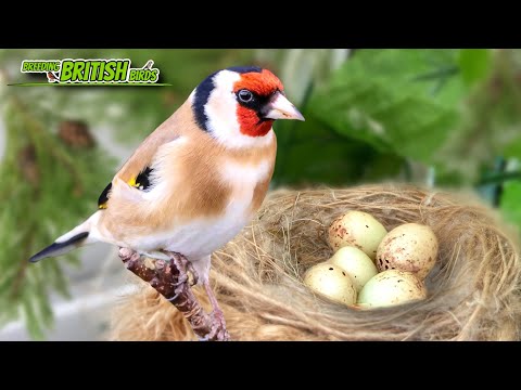 Goldfinches & a Disaster! | Breeding British Birds S3:Ep12