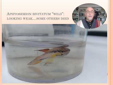 Fish disease case nr. 165 Aphyosemion (Killie fish) with internal worm and bacterial infection