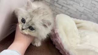 ペルシャの動画01