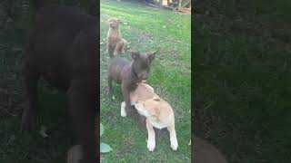 Video preview image #1 Chocolate Labrador retriever-Unknown Mix Puppy For Sale in Pottstown, PA, USA