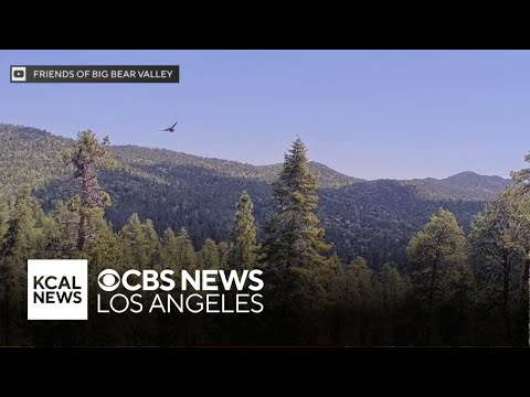 Sunny takes flight! California bald eagle leaves the nest for the first time