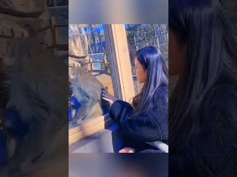 The Most Hilariously Cute Dog#funnydogs#cute#doglover#FunnyCuteDog#AdorablePuppy#FunnyCuteDog