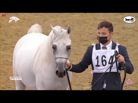 N 164 MASROUR AL WAAB   6th Qatar Nat  Arabian Peninsula HS for individual Owners   Stallions 4 6 Ye