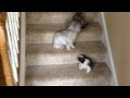 Estos pequeños cachorros aprenden a bajar las escaleras por primera vez