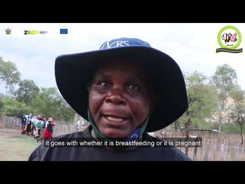 Look and learn training for Goat producers at Zvikomborero Farm