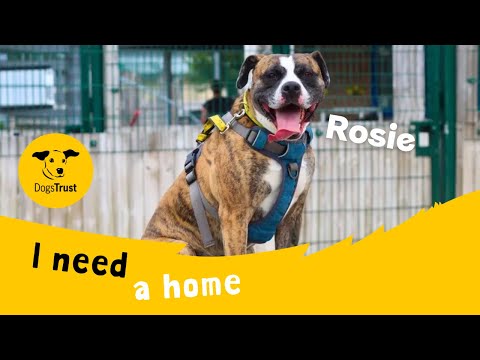 Rosie for sale in Manchester, Greater Manchester