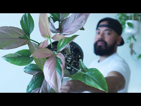 How To Care and Propagate Syngoniums | Arrowhead Plant Care Tips 2021