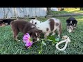 Miniature Australian Shepherd dogs for sale: Gerald - Video 1