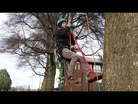 Micro Frog Ascending System with Ropeman and Adjustable QAS