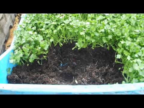 Wiosna 2013 #1 Pikowanie selera