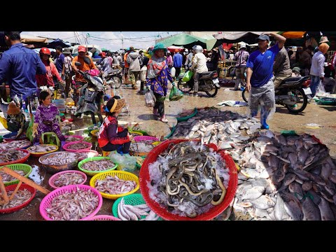 Amazing Site Distribute Fish, Seafood & More - Walk Around Fish Market In The Morning @Kilo 9