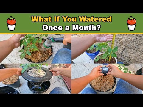 What If You Water Your Plant Once a Month? Part 2 | Soil Cup Self Watering Bucket Insert