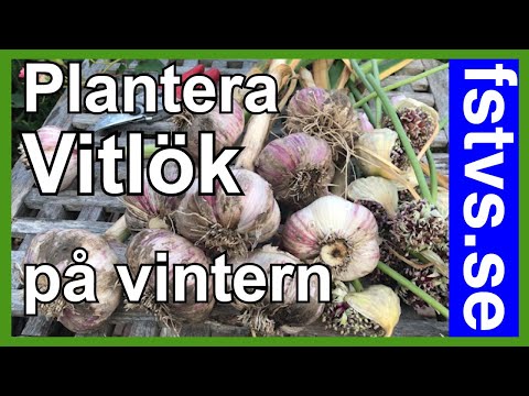 Plantera vitlök på julafton – går det?