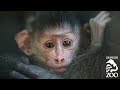 L A Zoo Introduces Mandrill Babies