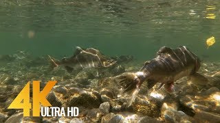 Salmon Run at Skagit River - 4K UHD Underwater Salmon Relax Video - 2 Hour