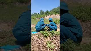 Huấn luyện quân sự cối 60