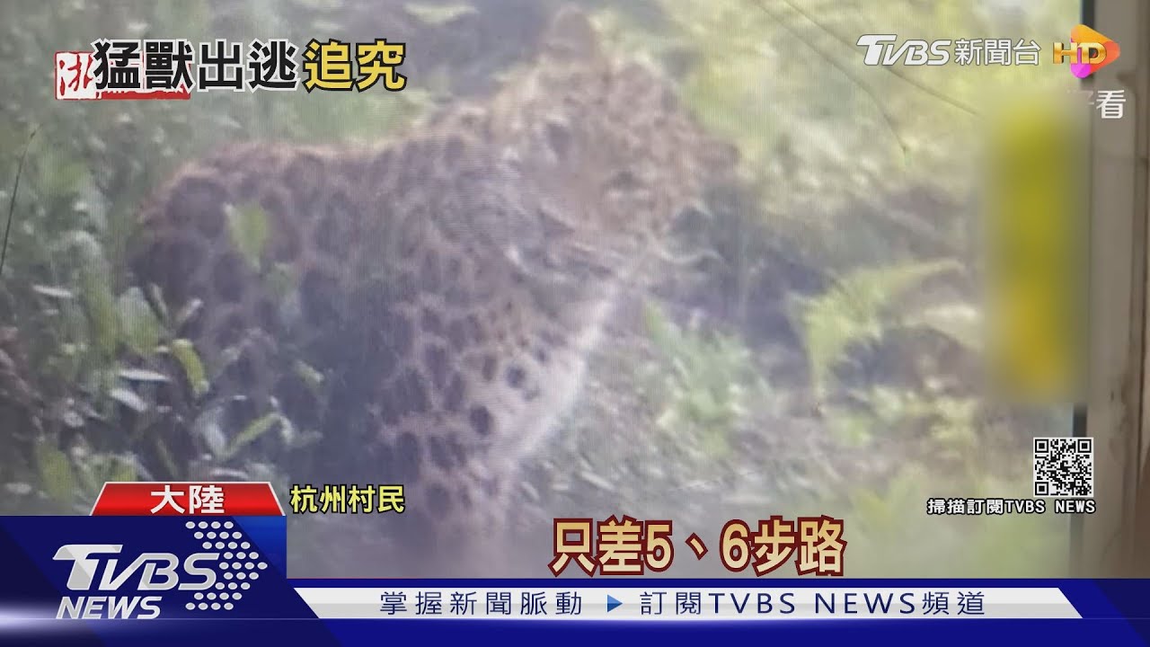 真的怕「豹」!杭州動物園 3隻金錢豹脫逃竟在社區現蹤