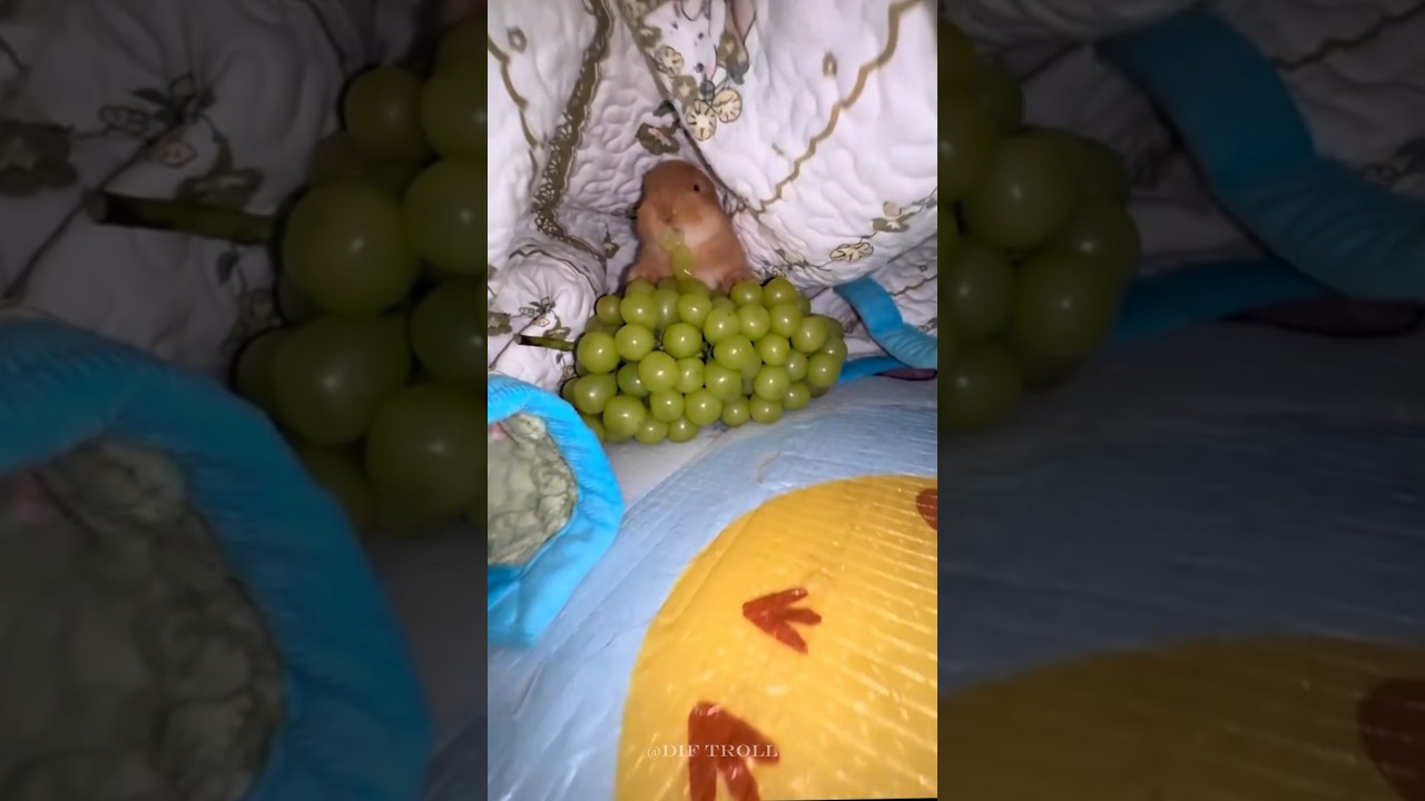 귀여운 야생동물 변신!!