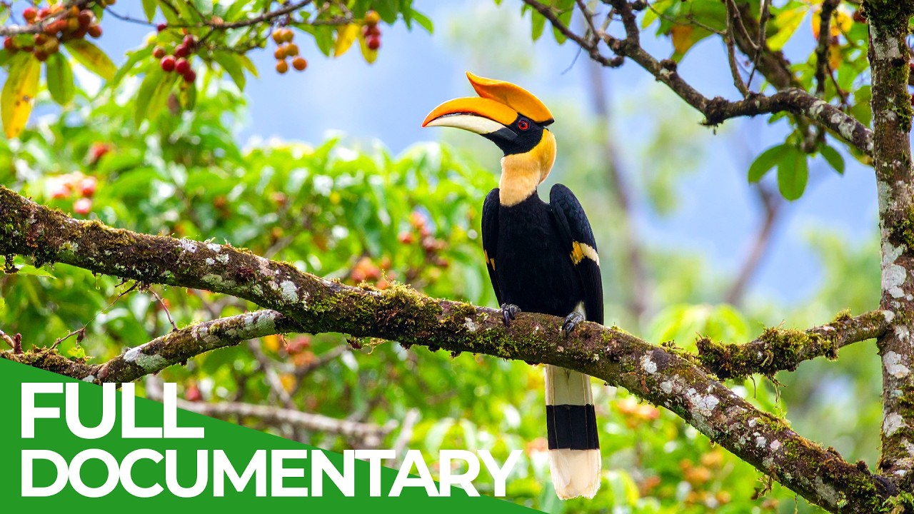 Wild Borneo – A Spectacular Journey into The Oldest Tropical Rainforest | Free Documentary Nature