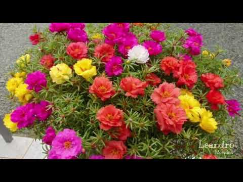 COMO MANTER A SUA ONZE HORAS SEMPRE CHEIA DE FLORES!Você vai amar!