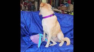Video preview image #1 Aussiedor Puppy For Sale in Cuba, NY, USA