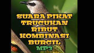 Download lagu SUARA PIKAT TRUCUKAN RIBUT VS BURCIL MP3 mp3 Download lagu SUARA PIKAT TRUCUKAN RIBUT VS BURCIL MP3 mp3