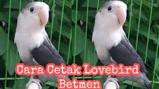 Download lagu Cara Mencetak Lovebird Batman mp3